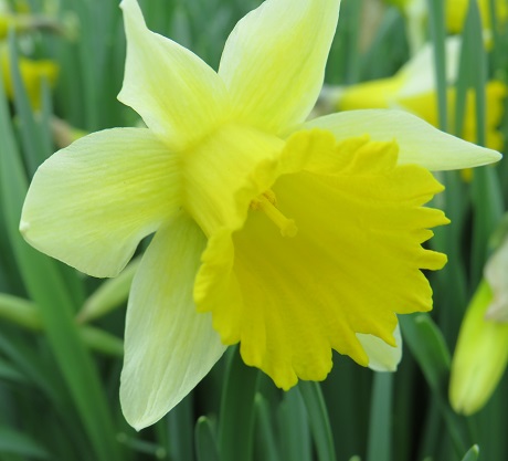 Wild Daffodil Bulbs (Narcissus lobularis)